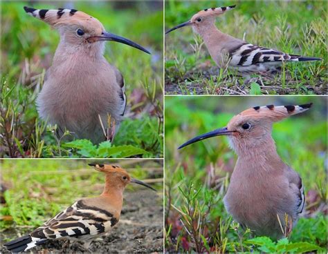 鳥事意思